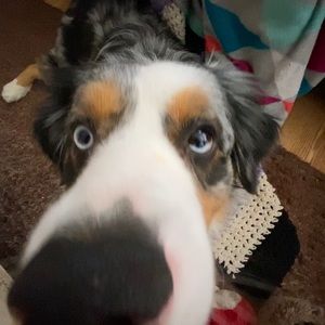 Meet your Posher, Paige